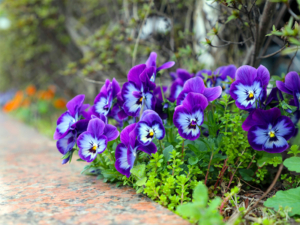 Property maintenance landscaping team servicing office building in GTA